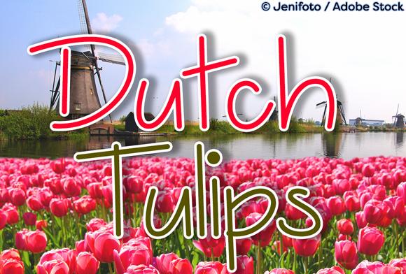 Dutch Tulips: A Script Handwritten Font for Elegant Editorial Moments